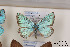  (Polyommatus sorkhensis - Agro-021)  @13 [ ] Copyright (2011) University of Florida, FMNH - McGuire Center University of Florida, FMNH - McGuire Center