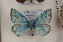  (Polyommatus posthumus - Agro-082)  @12 [ ] Copyright (2011) University of Florida, FMNH - McGuire Center University of Florida, FMNH - McGuire Center