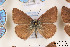  (Polyommatus femininoides - Agro-094)  @15 [ ] Copyright (2011) University of Florida, FMNH - McGuire Center University of Florida, FMNH - McGuire Center