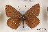  (Polyommatus demavendi - Agro-108)  @13 [ ] Copyright (2011) University of Florida, FMNH - McGuire Center University of Florida, FMNH - McGuire Center
