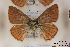  (Polyommatus aereus - Agro-142)  @14 [ ] Copyright (2011) University of Florida, FMNH - McGuire Center University of Florida, FMNH - McGuire Center