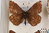  (Polyommatus rjabovi - Agro-187)  @13 [ ] Copyright (2011) University of Florida, FMNH - McGuire Center University of Florida, FMNH - McGuire Center