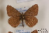  (Polyommatus admetus - Agro-192)  @12 [ ] Copyright (2011) University of Florida, FMNH - McGuire Center University of Florida, FMNH - McGuire Center