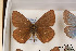  (Polyommatus lorestanus - Agro-224)  @12 [ ] Copyright (2011) University of Florida, FMNH - McGuire Center University of Florida, FMNH - McGuire Center