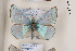  (Polyommatus stempfferi - Agro-234)  @14 [ ] Copyright (2011) University of Florida, FMNH - McGuire Center University of Florida, FMNH - McGuire Center