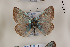  (Polyommatus birunii - Agro-252)  @12 [ ] Copyright (2011) University of Florida, FMNH - McGuire Center University of Florida, FMNH - McGuire Center
