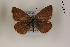  (Polyommatus menalcas - Agro-255)  @13 [ ] Copyright (2011) University of Florida, FMNH - McGuire Center University of Florida, FMNH - McGuire Center