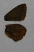  (Polyommatus sp. brown - CCDB-03030 A11)  @13 [ ] Copyright (2012) Zoological Institute of the Russian Academy of Science Zoological Institute of the Russian Academy of Science