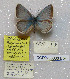  (Polyommatus phyllides - CCDB-03030 E04)  @12 [ ] Copyright (2012) Zoological Institute of the Russian Academy of Science Zoological Institute of the Russian Academy of Science