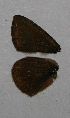  (Polyommatus brown sp - CCDB-03031 A11)  @13 [ ] Copyright (2012) Zoological Institute of the Russian Academy of Science Zoological Institute of the Russian Academy of Science