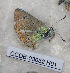  (Polyommatus poseidonides danilevskyi - CCDB-03032 H01)  @13 [ ] Copyright (2012) Zoological Institute of the Russian Academy of Science Zoological Institute of the Russian Academy of Science