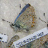  (Polyommatus danilevskyi - CCDB-03032 H07)  @11 [ ] Copyright (2012) Zoological Institute of the Russian Academy of Science Zoological Institute of the Russian Academy of Science