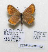  ( - CCDB-05722 H03)  @11 [ ] CreativeCommons - Attribution Share-Alike (2022) Unspecified McGuire Centre for Lepidoptera and Biodiversity