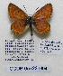  ( - CCDB-05722 H04)  @11 [ ] CreativeCommons - Attribution Share-Alike (2022) Unspecified McGuire Centre for Lepidoptera and Biodiversity