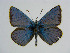  (Polyommatus damone altaicus - CCDB-05724 G06)  @14 [ ] Copyright (2011) University of Florida, FMNH - McGuire Center University of Florida, FMNH - McGuire Center