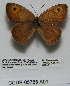  (Hyponephele hilaris - CCDB-05785 A01)  @13 [ ] Copyright (2012) University of Florida, FMNH - McGuire Center University of Florida, FMNH - McGuire Center