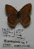  (Hyponephele lycanoides - CCDB-05785 A03)  @11 [ ] Copyright (2012) University of Florida, FMNH - McGuire Center University of Florida, FMNH - McGuire Center