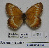  (Paroeneis - CCDB-05785 B03)  @11 [ ] Copyright (2012) University of Florida, FMNH - McGuire Center University of Florida, FMNH - McGuire Center