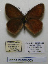  (Hyponephele coenonympha - CCDB-05785 C03)  @11 [ ] Copyright (2012) University of Florida, FMNH - McGuire Center University of Florida, FMNH - McGuire Center