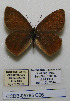  (Hyponephele coenonympha - CCDB-05785 C06)  @11 [ ] Copyright (2012) University of Florida, FMNH - McGuire Center University of Florida, FMNH - McGuire Center