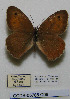  (Hyponephele sifanica - CCDB-05785 C08)  @11 [ ] Copyright (2012) University of Florida, FMNH - McGuire Center University of Florida, FMNH - McGuire Center