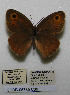  (Hyponephele cheena - CCDB-05785 C09)  @11 [ ] Copyright (2012) University of Florida, FMNH - McGuire Center University of Florida, FMNH - McGuire Center