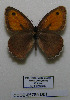  (Hyponephele comara - CCDB-05785 D01)  @14 [ ] Copyright (2012) University of Florida, FMNH - McGuire Center University of Florida, FMNH - McGuire Center