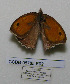  (Hyponephele brevistigma - CCDB-05785 E02)  @11 [ ] Copyright (2012) University of Florida, FMNH - McGuire Center University of Florida, FMNH - McGuire Center