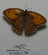  (Hyponephele brevistigma - CCDB-05785 E03)  @11 [ ] Copyright (2012) University of Florida, FMNH - McGuire Center University of Florida, FMNH - McGuire Center