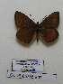  (Polyommatus elenae - CCDB-05785 E07)  @11 [ ] Copyright (2012) University of Florida, FMNH - McGuire Center University of Florida, FMNH - McGuire Center