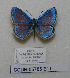  (Polyommatus barmifiruzae - CCDB-05785 E11)  @11 [ ] Copyright (2012) University of Florida, FMNH - McGuire Center University of Florida, FMNH - McGuire Center