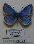  (Polyommatus huberti (anticarmon - CCDB-05785 F03)  @11 [ ] Copyright (2012) University of Florida, FMNH - McGuire Center University of Florida, FMNH - McGuire Center