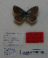  (Polyommatus pulchra - CCDB-05785 F06)  @11 [ ] Copyright (2012) University of Florida, FMNH - McGuire Center University of Florida, FMNH - McGuire Center