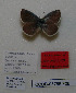  (Polyommatus pulchra shaburobata - CCDB-05785 F06)  @11 [ ] Copyright (2012) University of Florida, FMNH - McGuire Center University of Florida, FMNH - McGuire Center