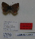  (Polyommatus pulchra shaburobata - CCDB-05785 F07)  @11 [ ] Copyright (2012) University of Florida, FMNH - McGuire Center University of Florida, FMNH - McGuire Center