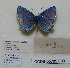  (Polyommatus bogra - CCDB-05785 F09)  @11 [ ] Copyright (2012) University of Florida, FMNH - McGuire Center University of Florida, FMNH - McGuire Center