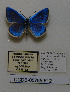  (Polyommatus iphiactis - CCDB-05785 F12)  @11 [ ] Copyright (2012) University of Florida, FMNH - McGuire Center University of Florida, FMNH - McGuire Center