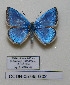  (Polyommatus cilicius - CCDB-05785 G02)  @11 [ ] Copyright (2012) University of Florida, FMNH - McGuire Center University of Florida, FMNH - McGuire Center