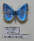  (Polyommatus cilicius bolkarensis - CCDB-05785 G02)  @11 [ ] Copyright (2012) University of Florida, FMNH - McGuire Center University of Florida, FMNH - McGuire Center