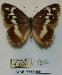  (Chazara staudingeri tadjika - CCDB-05785 H09)  @13 [ ] Copyright (2012) University of Florida, FMNH - McGuire Center University of Florida, FMNH - McGuire Center