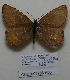  (Oeneis bore bore - CCDB-05786 A03)  @13 [ ] Copyright (2012) University of Florida, FMNH - McGuire Center University of Florida, FMNH - McGuire Center