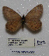  (Oeneis alberta oslari - CCDB-05786 C08)  @11 [ ] Copyright (2012) University of Florida, FMNH - McGuire Center University of Florida, FMNH - McGuire Center