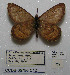  (Oeneis alberta capulinensis - CCDB-05786 C12)  @12 [ ] Copyright (2012) University of Florida, FMNH - McGuire Center University of Florida, FMNH - McGuire Center