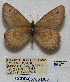  (Oeneis alberta daura - CCDB-05786 D03)  @13 [ ] Copyright (2012) University of Florida, FMNH - McGuire Center University of Florida, FMNH - McGuire Center