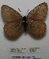  (Oeneis polixenes subhyalina - CCDB-05786 F10)  @12 [ ] Copyright (2012) University of Florida, FMNH - McGuire Center University of Florida, FMNH - McGuire Center