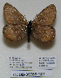  (Oeneis polixenes beringianus - CCDB-05786 G01)  @12 [ ] Copyright (2012) University of Florida, FMNH - McGuire Center University of Florida, FMNH - McGuire Center