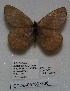  (Oeneis polixenes woodi - CCDB-05786 G08)  @12 [ ] Copyright (2012) University of Florida, FMNH - McGuire Center University of Florida, FMNH - McGuire Center