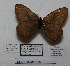  (Oeneis rosovi - CCDB-05788 B06)  @12 [ ] Copyright (2012) University of Florida, FMNH - McGuire Center University of Florida, FMNH - McGuire Center