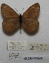  (Oeneis melissa Bilibino - CCDB-05788 D11)  @12 [ ] Copyright (2012) University of Florida, FMNH - McGuire Center University of Florida, FMNH - McGuire Center