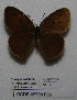  (Hyponephele cheena - CCDB-05788 F03)  @11 [ ] Copyright (2012) University of Florida, FMNH - McGuire Center University of Florida, FMNH - McGuire Center